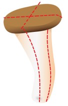 じゅわ～と旨い！エリンギのベーコン巻きの手順